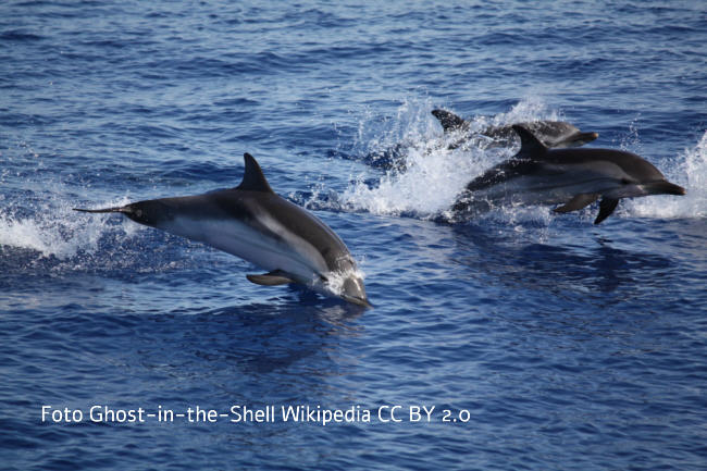 Blau-Weier Delfin (Stenella coeruleoalba) Bild
