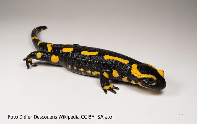 Feuersalamander  (Salamandra salamandra)