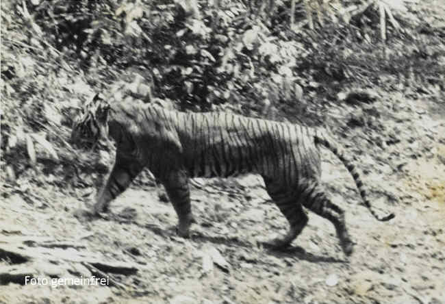 Java-Tiger Bild