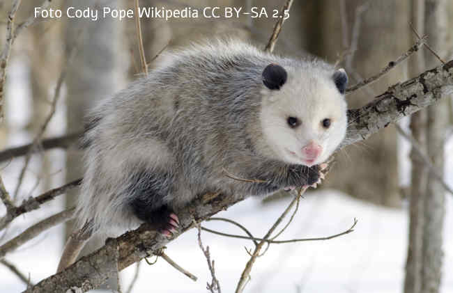 Opossum Bild