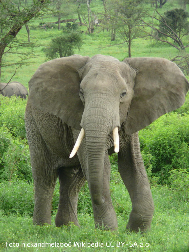 Afrikanischer Elefant Bild