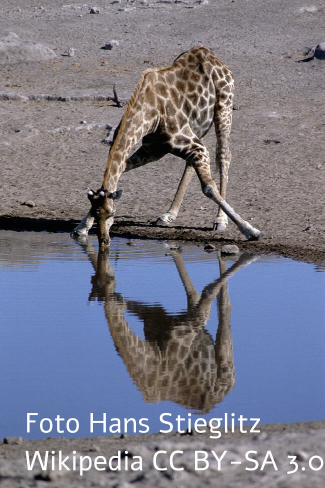 Angola-Giraffe Bild