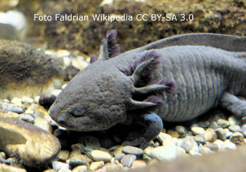 Axolotl Bild