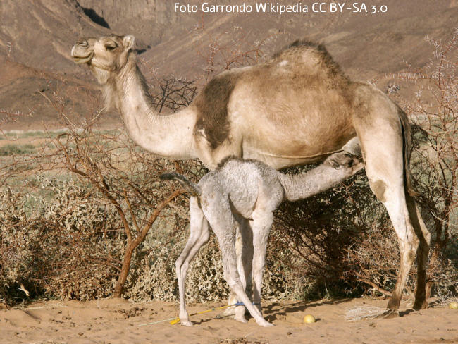 Dromedar (Camelus dromedarius) Bild