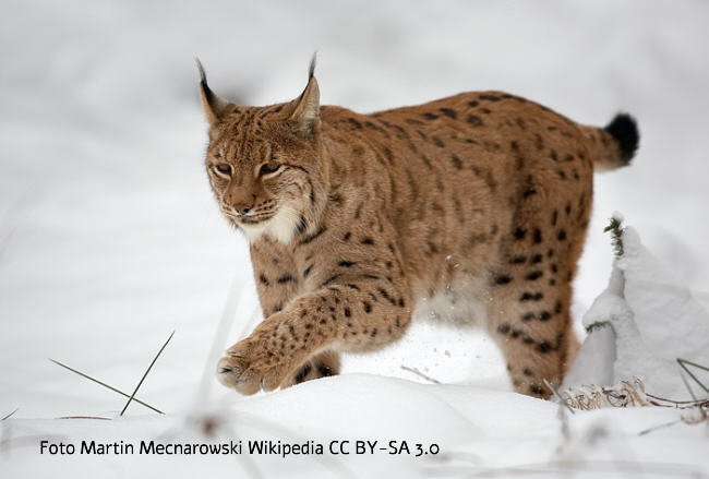 Europäischer Luchs (Lynx lynx) Bild