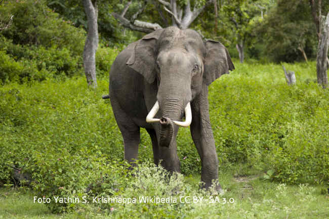 Indischer Elefant Bild