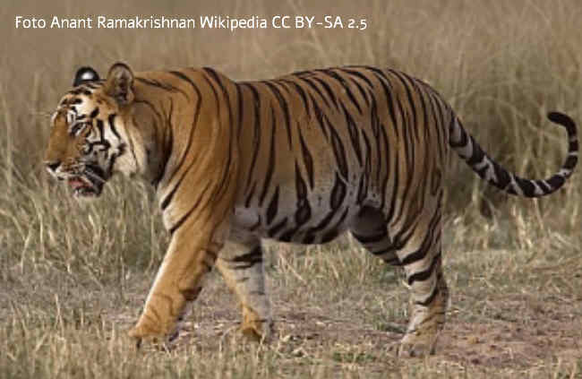 Indischer Tiger Bild