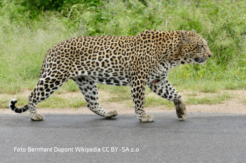 Leopard Bild