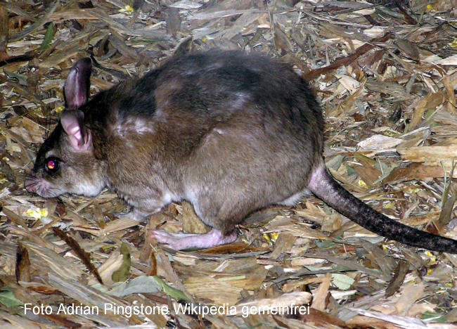 Madagaskar-Ratte Bild