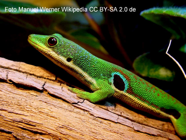 Madagassischer Taggecko (Phelsuma grandis) Bild