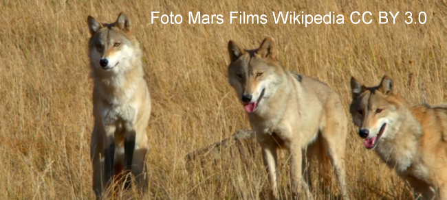 Mongolischer Wolf (Canis lupus chanco)  Bild