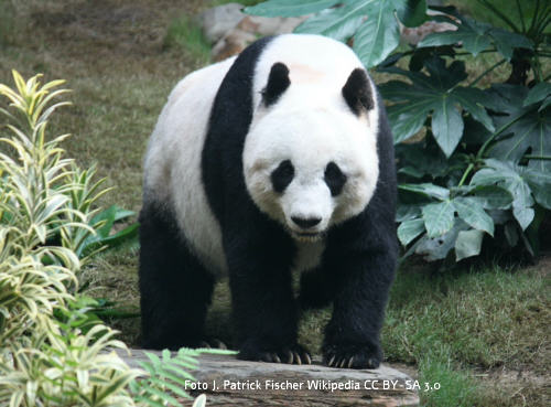 Panda Bild