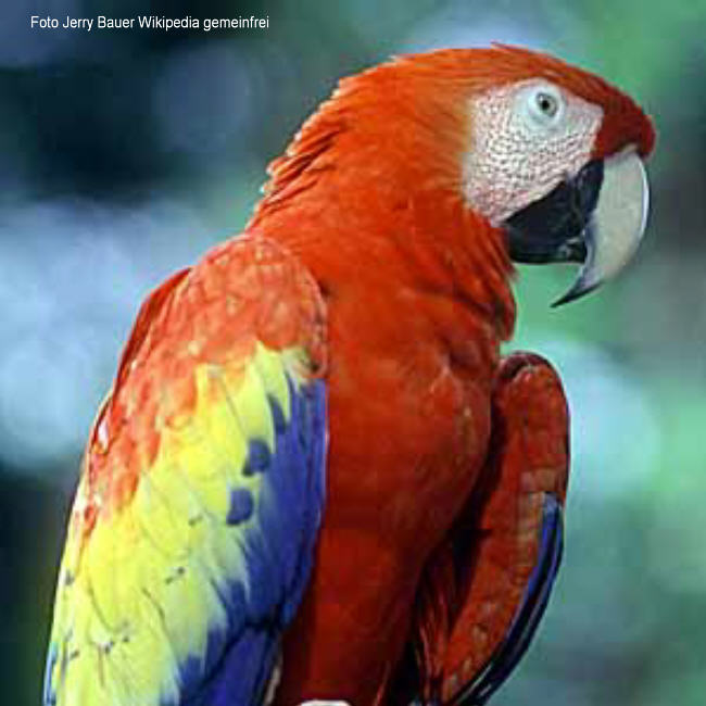 Ein Papagei Bild